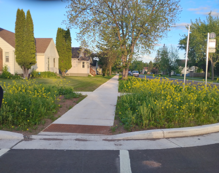 A fresh sidewalk runs past tall weeds and yellow wildflowers along East 5th Street, with quiet homes, trees, and a bus stop sign nearby.